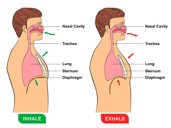 Informations sur le séquençage des schémas respiratoires et la coordination dans les hôpitaux : négligés et cruellement nécessaires. 