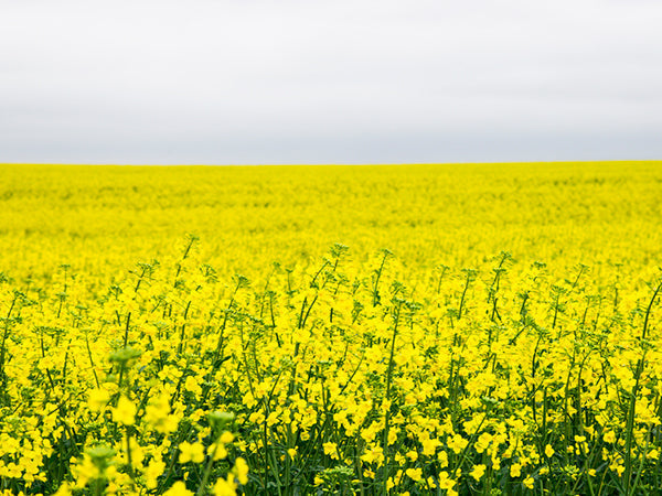 Aceite de canola - ¡¡¡Peligro !!!??? 