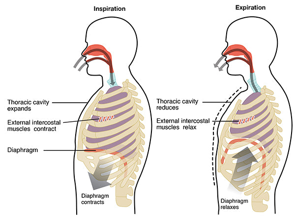 Breathing Lessons: Woman's Sports and Fitness Interview Of Mike.