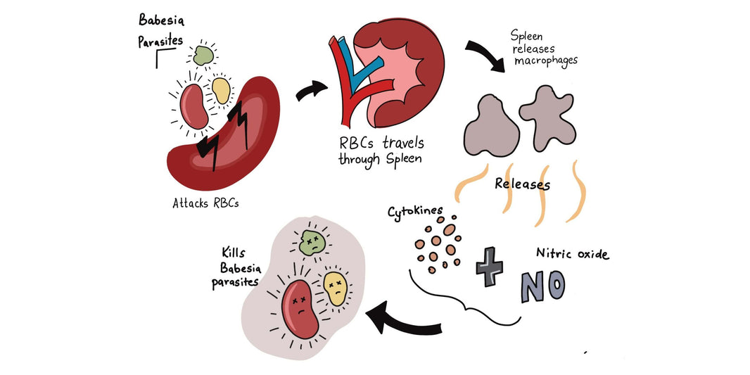 Babesia Infection