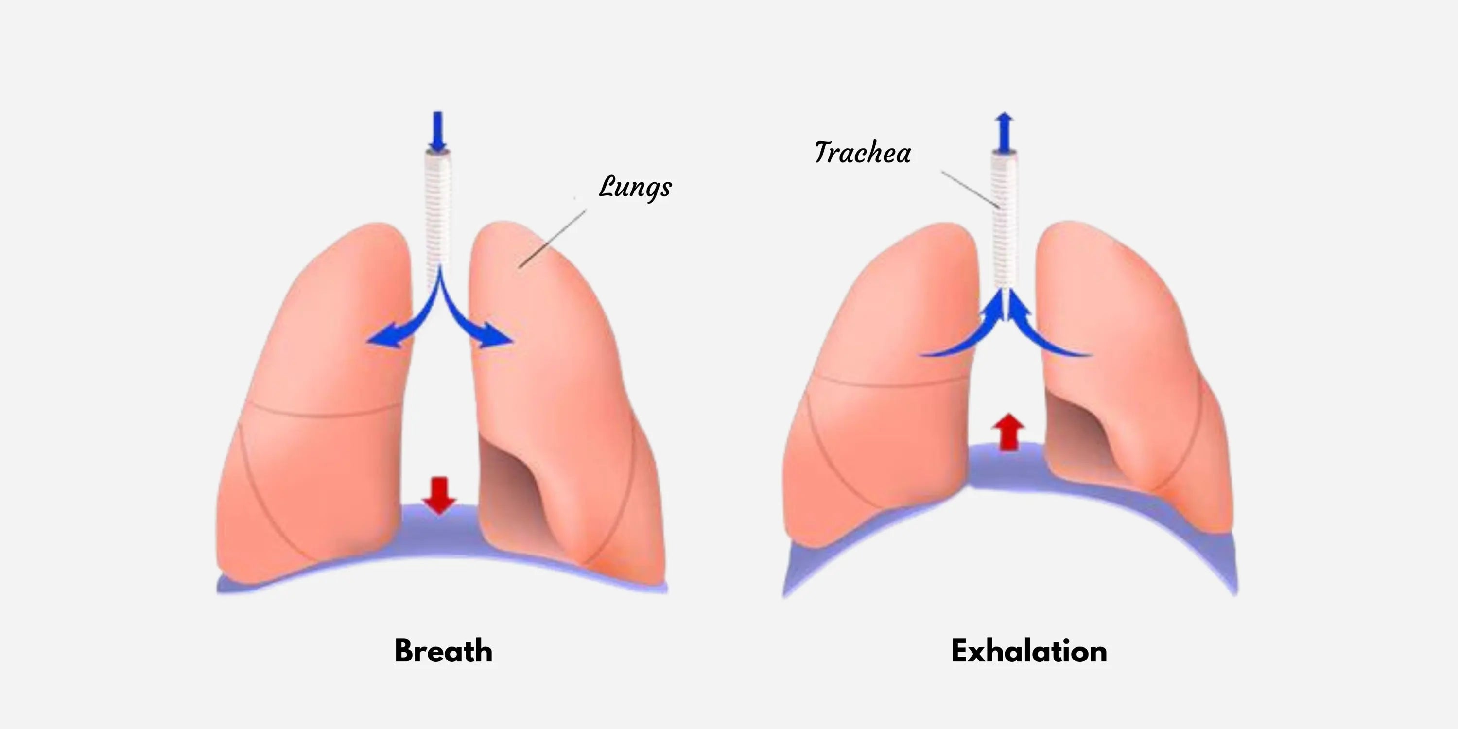 Learn Everything About Diaphragm Functions and Development