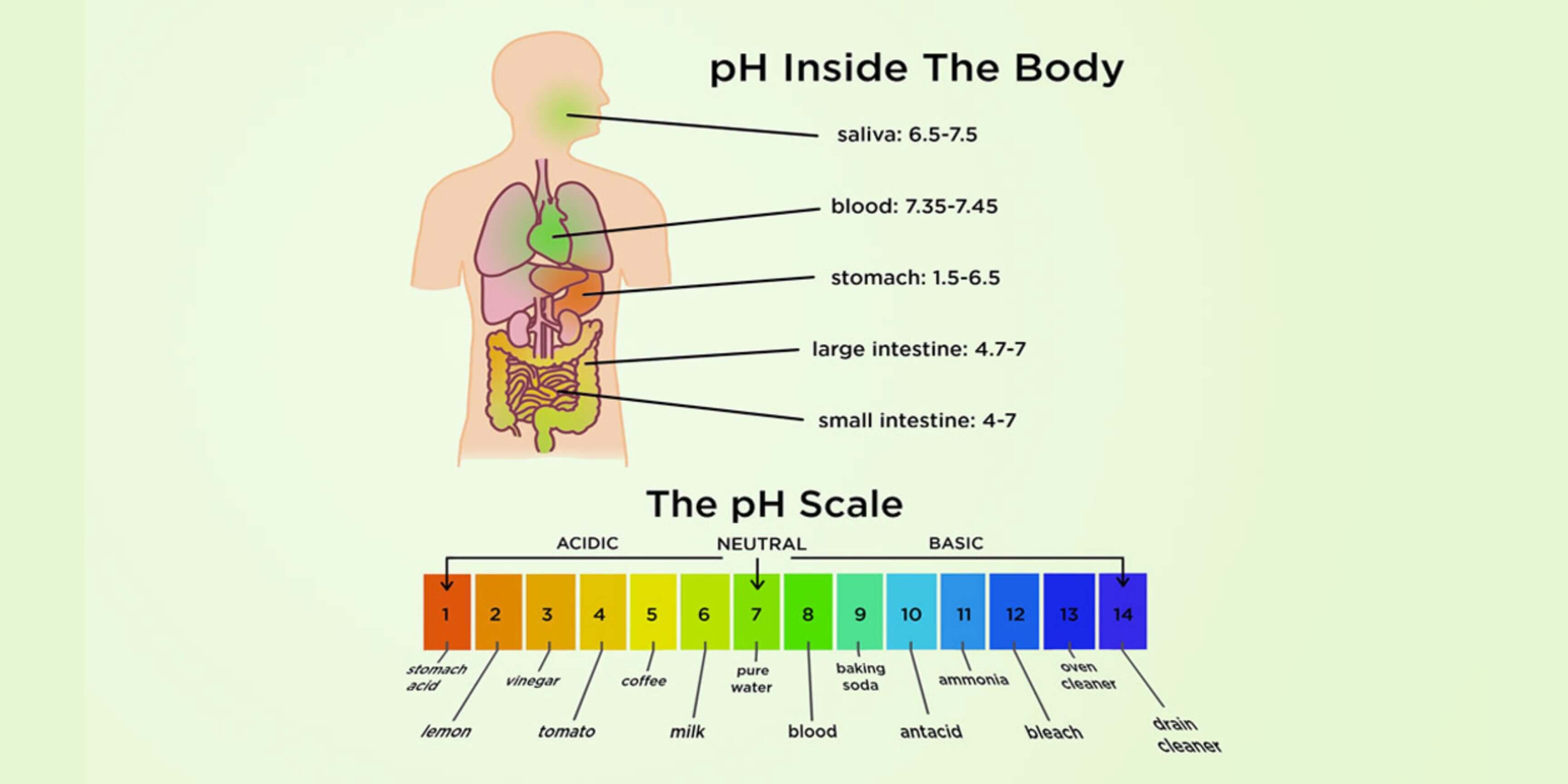 Your Body’s pH:  What It Is and Why It Matters